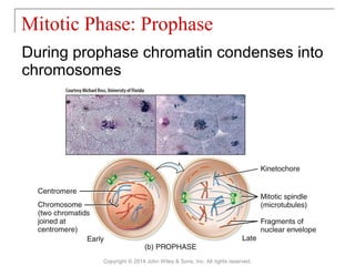 03 [chapter 3 the cellular level of organization] | PPT
