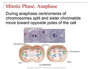03 [chapter 3 the cellular level of organization] | PPT