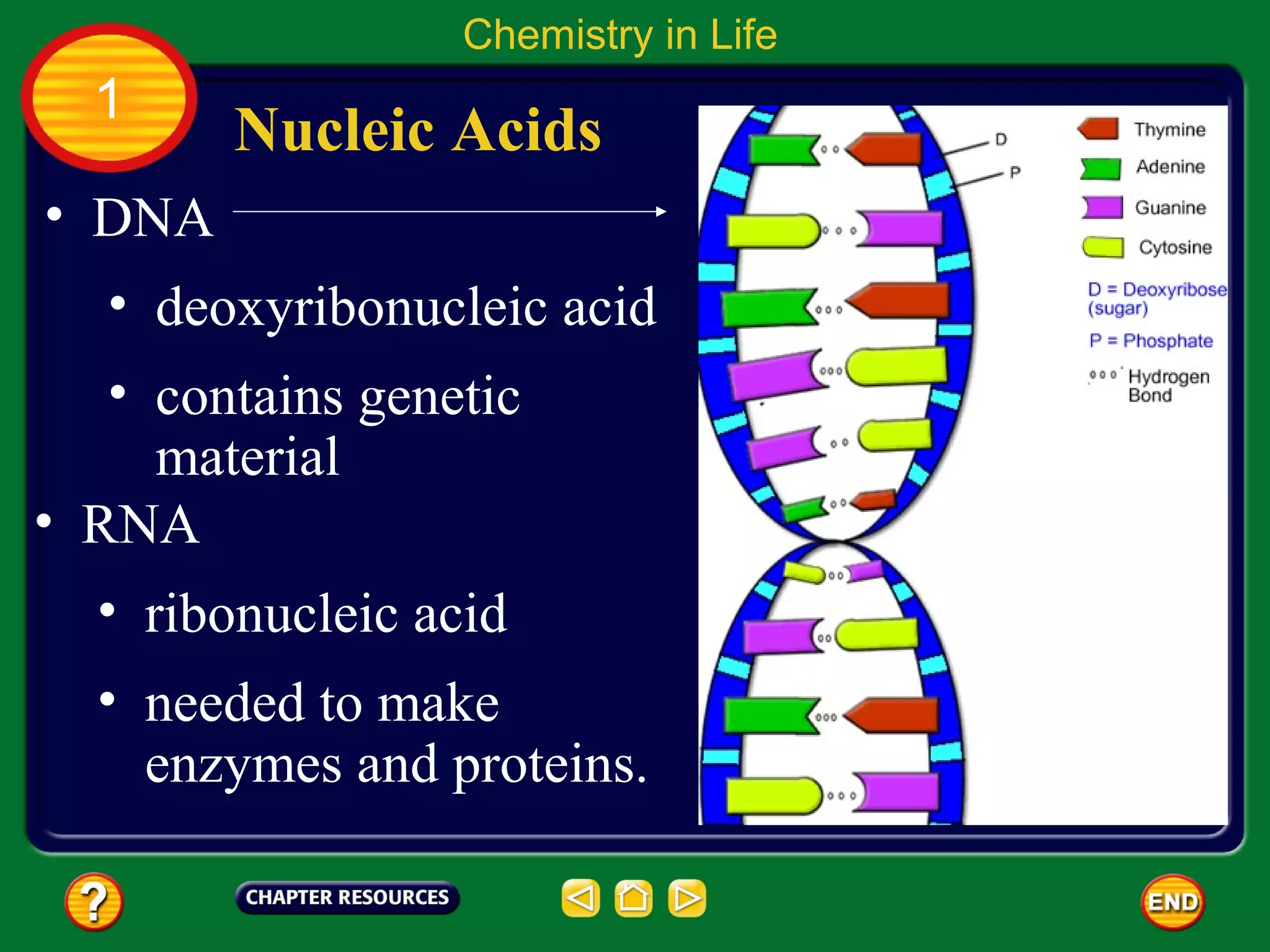 Chemistry in Life
  1
        Nucleic Acids
• DNA
   • deoxyribonucleic acid
   • contains genetic
     material
• RNA
  • ribonucleic acid
  • needed to make
    enzymes and proteins.
 