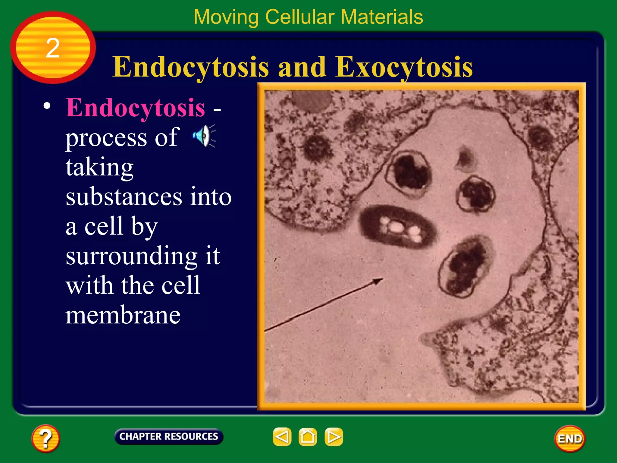 Moving Cellular Materials
2
      Endocytosis and Exocytosis
• Endocytosis -
  process of
  taking
  substances into
  a cell by
  surrounding it
  with the cell
  membrane
 