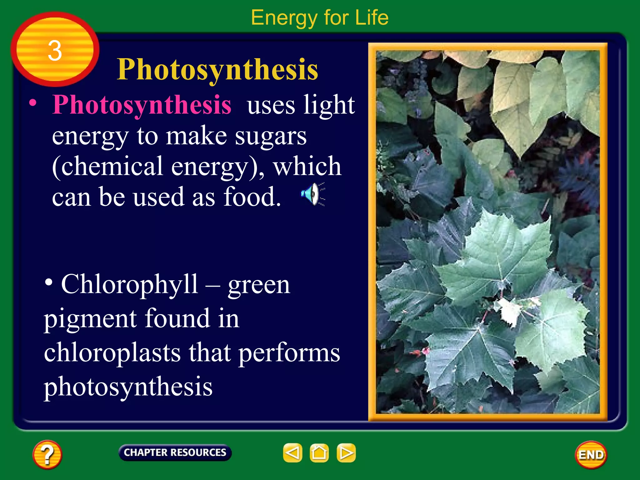 Energy for Life
 3
       Photosynthesis
• Photosynthesis uses light
  energy to make sugars
  (chemical energy), which
  can be used as food.


 • Chlorophyll – green
 pigment found in
 chloroplasts that performs
 photosynthesis
 