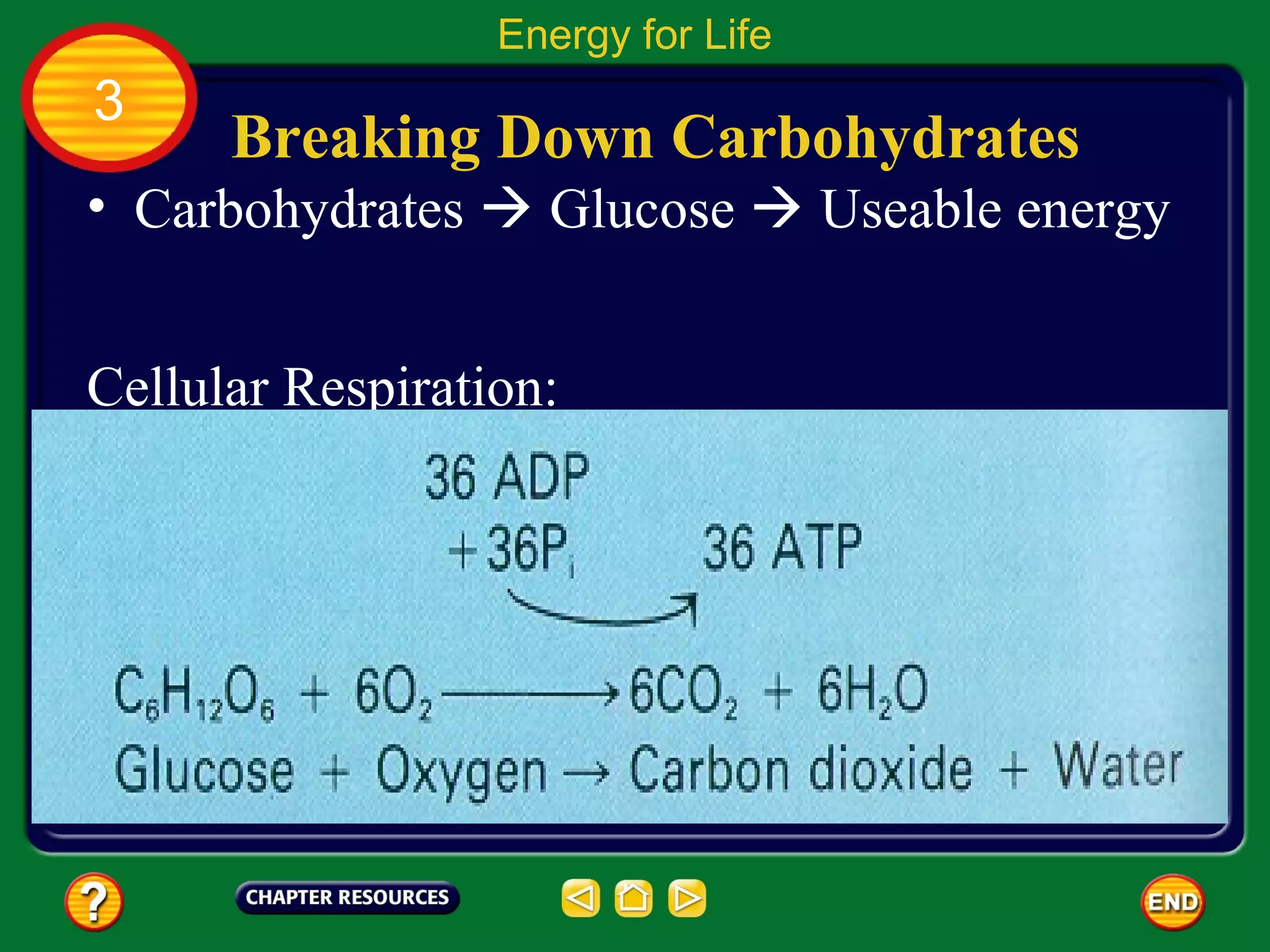Energy for Life
3
      Breaking Down Carbohydrates
• Carbohydrates  Glucose  Useable energy


Cellular Respiration:
 
