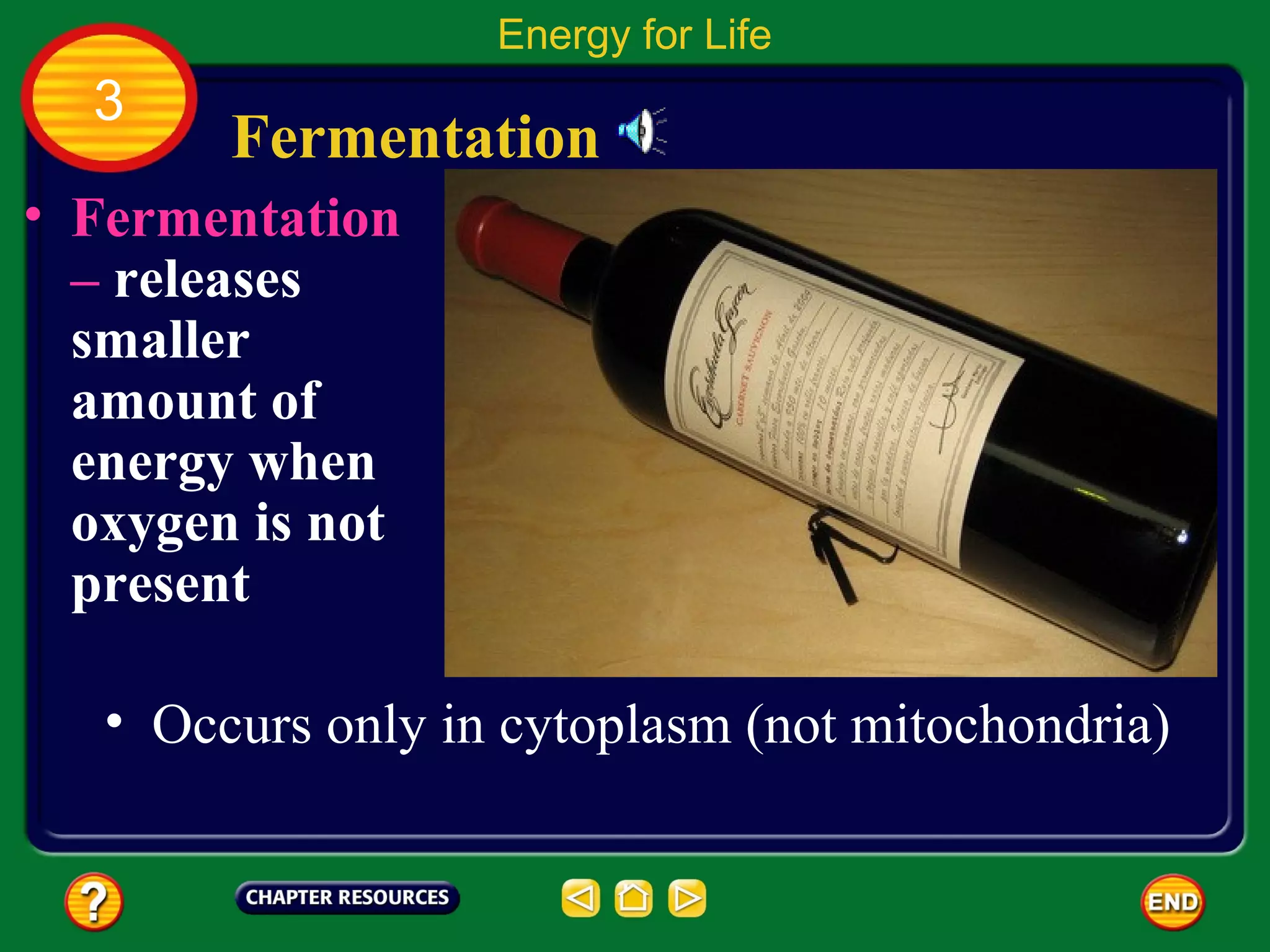 Energy for Life
  3
        Fermentation
• Fermentation
  – releases
  smaller
  amount of
  energy when
  oxygen is not
  present

   • Occurs only in cytoplasm (not mitochondria)
 