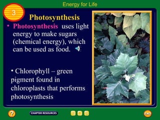 Energy for Life
 3
       Photosynthesis
• Photosynthesis uses light
  energy to make sugars
  (chemical energy), which
  can be used as food.


 • Chlorophyll – green
 pigment found in
 chloroplasts that performs
 photosynthesis
 