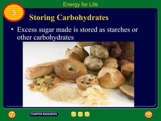 Energy for Life
3
      Storing Carbohydrates
• Excess sugar made is stored as starches or
  other carbohydrates
 
