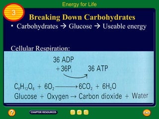 Energy for Life
3
      Breaking Down Carbohydrates
• Carbohydrates  Glucose  Useable energy


Cellular Respiration:
 