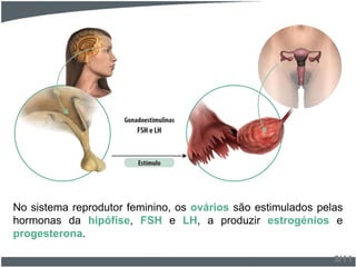 No sistema reprodutor feminino, os ovários são estimulados pelas
hormonas da hipófise, FSH e LH, a produzir estrogénios e
progesterona.
3/11
 