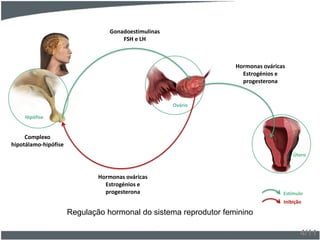 4/11
Regulação hormonal do sistema reprodutor feminino
Gonadoestimulinas
FSH e LH
Complexo
hipotálamo-hipófise
Hormonas ováricas
Estrogénios e
progesterona
Hormonas ováricas
Estrogénios e
progesterona Estímulo
Inibição
Ovário
Hipófise
Útero
 