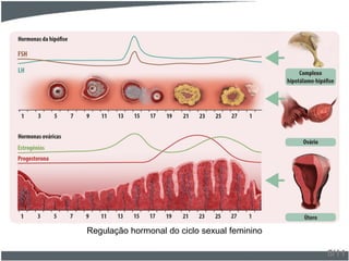 5/11
Regulação hormonal do ciclo sexual feminino
 