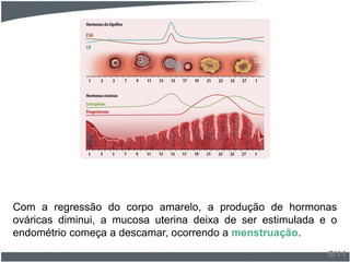 Com a regressão do corpo amarelo, a produção de hormonas
ováricas diminui, a mucosa uterina deixa de ser estimulada e o
endométrio começa a descamar, ocorrendo a menstruação.
8/11
 