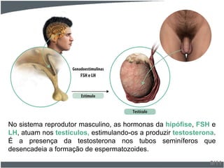 No sistema reprodutor masculino, as hormonas da hipófise, FSH e
LH, atuam nos testículos, estimulando-os a produzir testosterona.
É a presença da testosterona nos tubos seminíferos que
desencadeia a formação de espermatozoides.
9/11
 