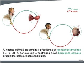 A hipófise controla as gónadas, produzindo as gonadoestimulinas
FSH e LH, e, por sua vez, é controlada pelas hormonas sexuais
produzidas pelos ovários e testículos.
11/11
Estímulo
Inibição
 