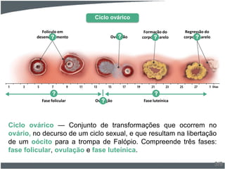 Ciclo ovárico — Conjunto de transformações que ocorrem no
ovário, no decurso de um ciclo sexual, e que resultam na libertação
de um oócito para a trompa de Falópio. Compreende três fases:
fase folicular, ovulação e fase luteínica.
3/9
Folículo em
desenvolvimento? Ovulação?
Formação do
corpo amarelo?
Regressão do
corpo amarelo?
Fase folicular
?
Ovulação? Fase luteínica
?
Ciclo ovárico
Dias
 