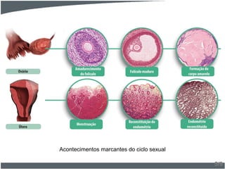 5/9
Acontecimentos marcantes do ciclo sexual
 