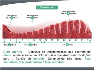 Ciclo uterino — Conjunto de transformações que ocorrem no
útero, no decurso de um ciclo sexual, e que visam criar condições
para a fixação do embrião. Compreende três fases: fase
menstrual, fase proliferativa e fase secretora.
6/9
Descamação
do endométrio?
Reconstituição
do endométrio?
Preparação para a
fixação do embrião?
Fase menstrual? Fase proliferativa? Fase secretora?
Ciclo uterino
Dias
 