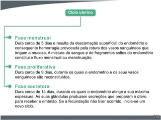 7/9
Fase menstrual
Dura cerca de 5 dias e resulta da descamação superficial do endométrio e
consequente hemorragia provocada pela rotura dos vasos sanguíneos que
irrigam a mucosa. A mistura de sangue e de fragmentos soltos do endométrio
constitui o fluxo menstrual ou menstruação.
Fase proliferativa
Dura cerca de 9 dias, durante os quais o endométrio e os seus vasos
sanguíneos são reconstituídos.
Fase secretora
Dura cerca de 14 dias, durante os quais o endométrio atinge a sua máxima
espessura. As suas glândulas produzem secreções que preparam o útero
para receber o embrião. Se a fecundação não tiver ocorrido, inicia-se um
novo ciclo.
Ciclo uterino
 
