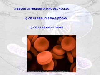 3. SEGÚN LA PRESENCIA O NO DEL NÚCLEO
a). CELULAS NUCLEADAS (TODAS).
b). CELULAS ANUCLEADAS
 