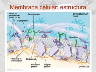Membrana celular: estructura
 