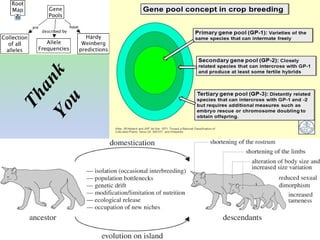 03 concept of gene pools | PDF