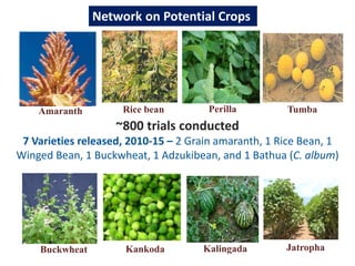 Amaranth
Buckwheat
Rice bean
Kankoda
Perilla
Kalingada
Tumba
Jatropha
~800 trials conducted
7 Varieties released, 2010-15 – 2 Grain amaranth, 1 Rice Bean, 1
Winged Bean, 1 Buckwheat, 1 Adzukibean, and 1 Bathua (C. album)
Network on Potential Crops
 