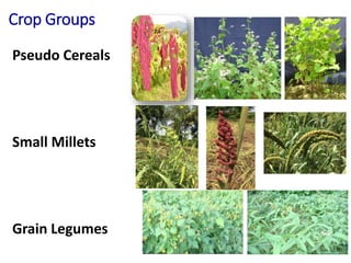 Crop Groups
Pseudo Cereals
Small Millets
Grain Legumes
 