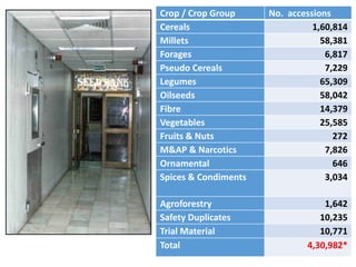 Crop / Crop Group No. accessions
Cereals 1,60,814
Millets 58,381
Forages 6,817
Pseudo Cereals 7,229
Legumes 65,309
Oilseeds 58,042
Fibre 14,379
Vegetables 25,585
Fruits & Nuts 272
M&AP & Narcotics 7,826
Ornamental 646
Spices & Condiments 3,034
Agroforestry 1,642
Safety Duplicates 10,235
Trial Material 10,771
Total 4,30,982*
 