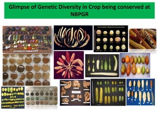 Glimpse of Genetic Diversity in Crop being conserved at
NBPGR
 