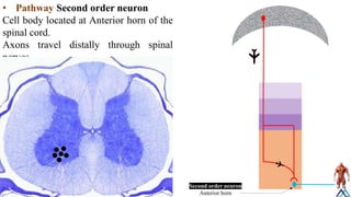 Second Order Neuron Descending pathway / Descending pathway.pdf