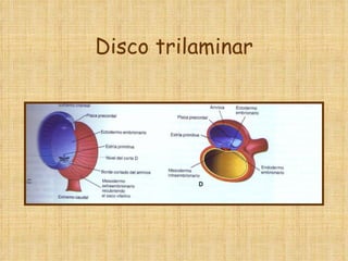 Disco trilaminar 