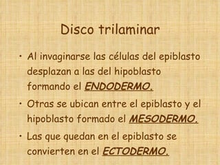 Disco trilaminar Al invaginarse las células del epiblasto desplazan a las del hipoblasto formando el  ENDODERMO. Otras se ubican entre el epiblasto y el hipoblasto formado el  MESODERMO. Las que quedan en el epiblasto se convierten en el  ECTODERMO. 