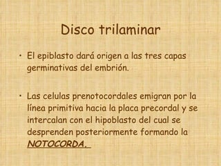 Disco trilaminar El epiblasto dará origen a las tres capas germinativas del embrión.  Las celulas prenotocordales emigran por la línea primitiva hacia la placa precordal y se intercalan con el hipoblasto del cual se desprenden posteriormente formando la  NOTOCORDA.  