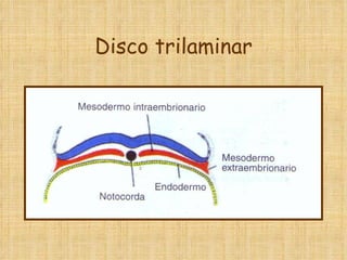 Disco trilaminar 
