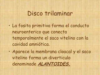 Disco trilaminar La fosita primitiva forma el conducto neuroenterico que conecta temporalmente el saco vitelino con la cavidad amniótica. Aparece la membrana cloacal y el saco vitelino forma un diverticulo denominade  ALANTOIDES. 