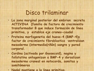 Disco trilaminar La zona marginal posterior del embrion  secreta ACTIVINA  (familia de factoro de crecimiento transformador B que induce formación de línea primitiva, y  establce eje craneo-caudal  Proteina morfogenetia del hueso-4 (BMP-4)y factor de crecimiento fibroblastico  ventralizan mesodermo (intermedio(riñón) sangre y pared corporal. Cordina (activada por Goosecoid), nogina y folistatina antagonizan a BMP-4 y dorsalizan mesodermo craneal en notocorda, somitas y somitómeros Nodal mantiene a la linea primitiva. 