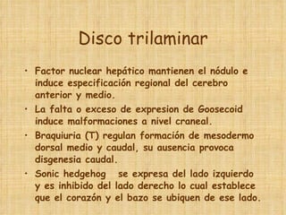 Disco trilaminar Factor nuclear hepático mantienen el nódulo e induce especificación regional del cerebro anterior y medio. La falta o exceso de expresion de Goosecoid induce malformaciones a nivel craneal. Braquiuria (T) regulan formación de mesodermo dorsal medio y caudal, su ausencia provoca disgenesia caudal.  Sonic hedgehog  se expresa del lado izquierdo y es inhibido del lado derecho lo cual establece que el corazón y el bazo se ubiquen de ese lado.  