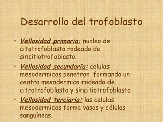 Desarrollo del trofoblasto Vellosidad primaria:  nucleo de citotrofoblasto rodeado de sincitiotrofoblasto. Vellosidad secundaria:  celulas mesodermicas penetran  formando un centro mesodermico rodeado de citrotrofoblasto y sincitiotrofoblasto Vellosidad terciaria:  las celulas mesodermicas forma vasos y células sanguíneas.  