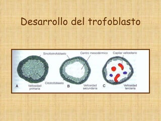 Desarrollo del trofoblasto 