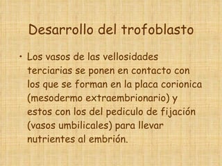 Desarrollo del trofoblasto Los vasos de las vellosidades terciarias se ponen en contacto con los que se forman en la placa corionica (mesodermo extraembrionario) y estos con los del pediculo de fijación (vasos umbilicales) para llevar nutrientes al embrión.  