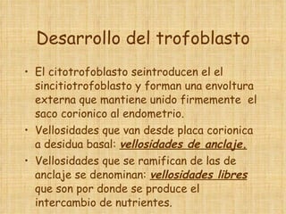 Desarrollo del trofoblasto El citotrofoblasto seintroducen el el sincitiotrofoblasto y forman una envoltura externa que mantiene unido firmemente  el saco corionico al endometrio. Vellosidades que van desde placa corionica a desidua basal:  vellosidades de anclaje. Vellosidades que se ramifican de las de anclaje se denominan:  vellosidades libres  que son por donde se produce el intercambio de nutrientes.  