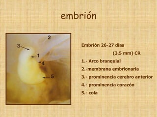 embrión Embrión 26-27 días  (3.5 mm) CR 1.- Arco branquial 2.-membrana embrionaria 3.- prominencia cerebro anterior 4.- prominencia corazón 5.- cola  