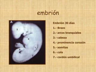 embrión Embrión 30 días 1.- Brazo 2.- arcos branquiales 3.- cabeza 4.- prominencia corazón 5.- somitas 6.- cola 7.- cordón umbilical 