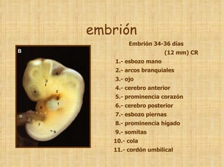 embrión Embrión 34-36 días  (12 mm) CR 1.- esbozo mano 2.- arcos branquiales  3.- ojo  4.- cerebro anterior  5.- prominencia corazón  6.- cerebro posterior 7.- esbozo piernas 8.- prominencia hígado 9.- somitas 10.- cola 11.- cordón umbilical 