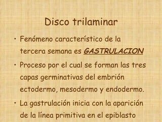 Disco trilaminar Fenómeno característico de la tercera semana es  GASTRULACION Proceso por el cual se forman las tres capas germinativas del embrión ectodermo, mesodermo y endodermo. La gastrulación inicia con la aparición de la línea primitiva en el epiblasto 