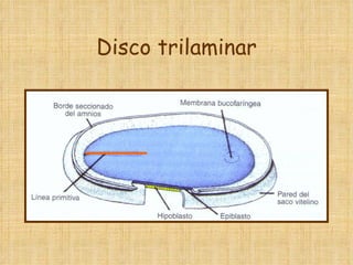 Disco trilaminar 