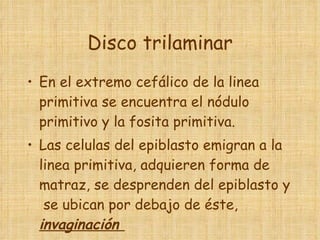 Disco trilaminar En el extremo cefálico de la linea  primitiva se encuentra el nódulo primitivo y la fosita primitiva. Las celulas del epiblasto emigran a la linea primitiva, adquieren forma de matraz, se desprenden del epiblasto y  se ubican por debajo de éste,  invaginación  