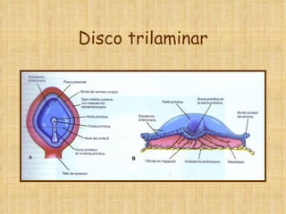 Disco trilaminar 