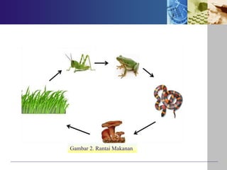 Gambar 2. Rantai Makanan
 