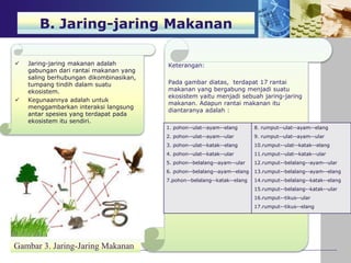  Jaring-jaring makanan adalah
gabungan dari rantai makanan yang
saling berhubungan dikombinasikan,
tumpang tindih dalam suatu
ekosistem.
 Kegunaannya adalah untuk
menggambarkan interaksi langsung
antar spesies yang terdapat pada
ekosistem itu sendiri.
Keterangan:
Pada gambar diatas, terdapat 17 rantai
makanan yang bergabung menjadi suatu
ekosistem yaitu menjadi sebuah jaring-jaring
makanan. Adapun rantai makanan itu
diantaranya adalah :
Gambar 3. Jaring-Jaring Makanan
1. pohon--ulat--ayam--elang
2. pohon--ulat--ayam--ular
3. pohon--ulat--katak--elang
4. pohon--ulat--katak--ular
5. pohon--belalang--ayam--ular
6. pohon--belalang--ayam--elang
7.pohon--belalang--katak--elang
8. rumput--ulat--ayam--elang
9. rumput--ulat--ayam--ular
10.rumput--ulat--katak--elang
11.rumput--ulat--katak--ular
12.rumput--belalang--ayam--ular
13.rumput--belalang--ayam--elang
14.rumput--belalang--katak--elang
15.rumput--belalang--katak--ular
16.rumput--tikus--ular
17.rumput--tikus--elang
B. Jaring-jaring Makanan
 