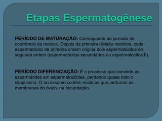 

PERÍODO DE MATURAÇÃO: Corresponde ao período de
ocorrência da meiose. Depois da primeira divisão meiótica, cada
espermatócito de primeira ordem origina dois espermatócitos de
segunda ordem (espermatócitos secundários ou espermatócitos II).



PERÍODO DIFERENCIAÇÃO: É o processo que converte as
espermátides em espermatozóides, perdendo quase todo o
citoplasma. O acrossomo contém enzimas que perfuram as
membranas do óvulo, na fecundação.

 
