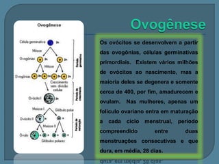 Os ovócitos se desenvolvem a partir
das ovogônias, células germinativas

primordiais. Existem vários milhões
de ovócitos ao nascimento, mas a

maioria deles se degenera e somente
cerca de 400, por fim, amadurecem e
ovulam.

Nas mulheres, apenas um

folículo ovariano entra em maturação
a

cada

ciclo

compreendido

menstrual,

entre

período

duas

menstruações consecutivas e que

dura, em média, 28 dias.

 